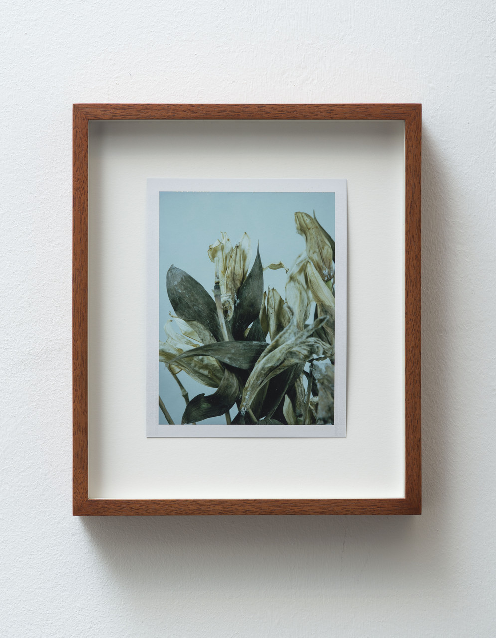 7_FG_Falls_Untitled (Life and death, Easter lilies)_diptych_B