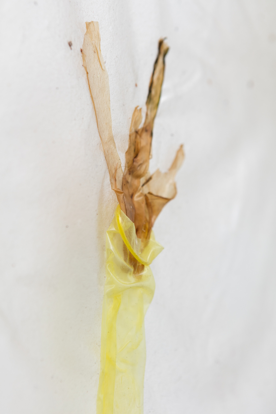 6.Aude Pariset. Flower Maiden (Ecoveg), 2016. Bioplastic, UV print on bioplastic, laser transfer print, condom, seaweed, wood, paint. 60 x 90 cm 2