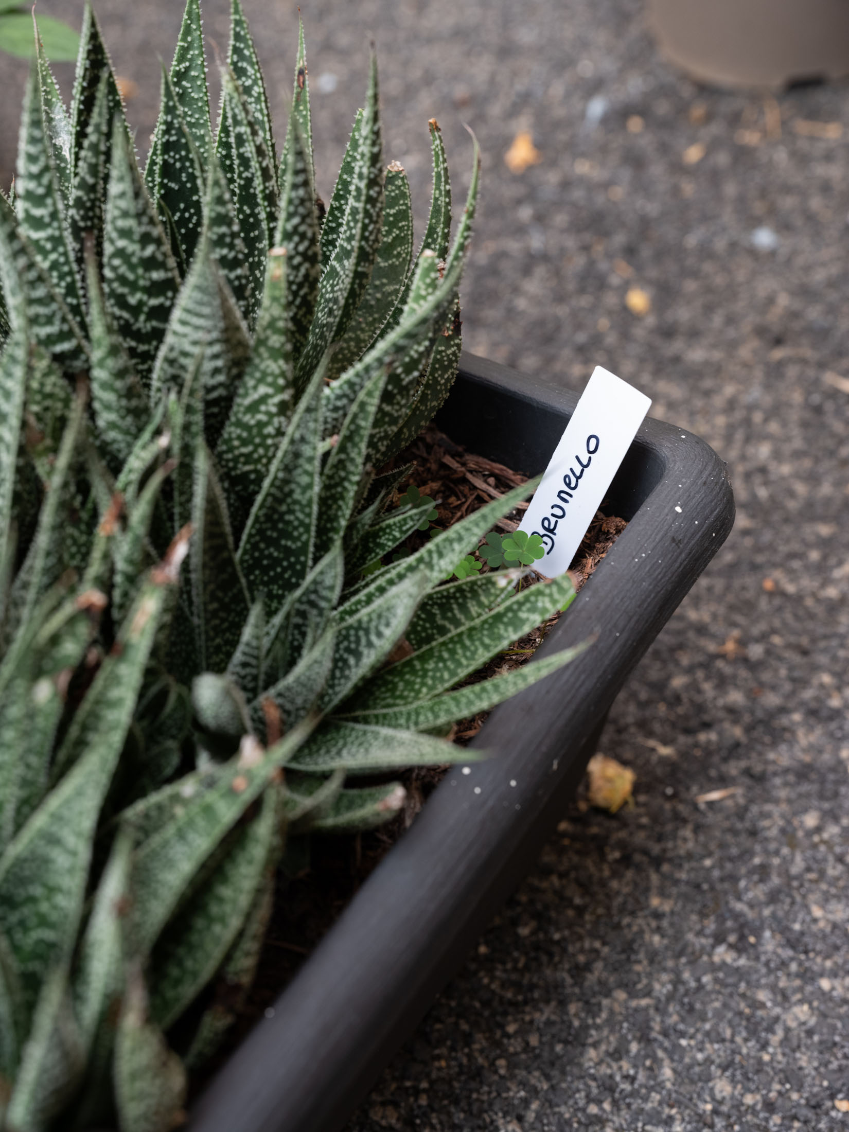 Basement art assembly biennial, issue 00 at basement roma 9