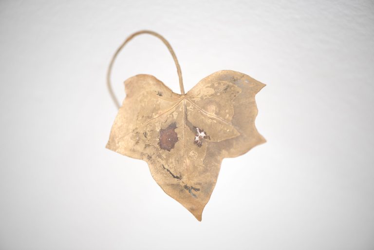 Lea grebe at the tiger room, munich 21