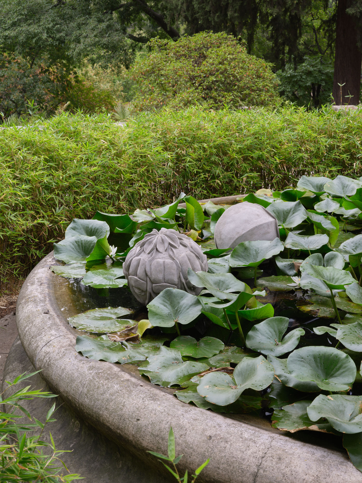 Xolo Cuintle at Jardin des Plantes, Montpellier